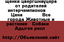 щенки цвергшнауцера от родителей интерчемпионов,   › Цена ­ 35 000 - Все города Животные и растения » Собаки   . Адыгея респ.